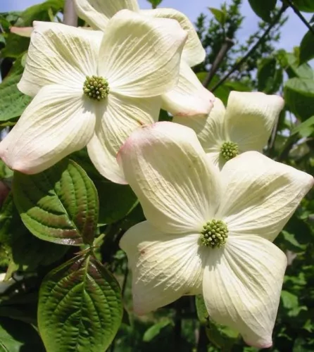 Óriás virágú Csillagsom - Cornus × rutgersensis ‘Aurora’ K7