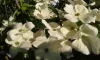 Óriás virágú Csillagsom - Cornus × rutgersensis ‘Aurora’ K7