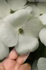 Óriás virágú Csillagsom - Cornus × rutgersensis ‘Aurora’ K7