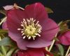 Mélybordó keleti hunyor - Helleborus orientalis "Ruby"