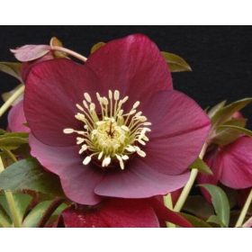  Mélybordó keleti hunyor - Helleborus orientalis "Ruby"