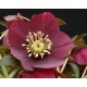 Mélybordó keleti hunyor - Helleborus orientalis "Ruby"