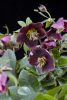 Mélybordó keleti hunyor - Helleborus orientalis "Ruby"