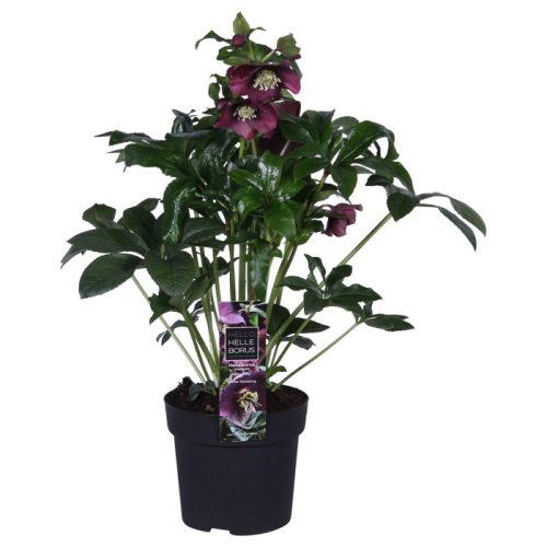 Mélybordó keleti hunyor - Helleborus orientalis "Ruby"