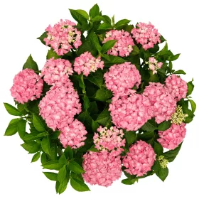 Kerti hortenzia - Hydrangea macrophylla Forever & Ever "Hortbux Collection Pink"