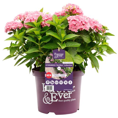 Kerti hortenzia - Hydrangea macrophylla Forever & Ever "Hortbux Collection Pink"