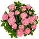 Kerti hortenzia - Hydrangea macrophylla Forever & Ever "Hortbux Collection Pink"