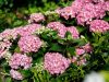 Kerti hortenzia - Hydrangea macrophylla Forever & Ever "Hortbux Collection Pink"