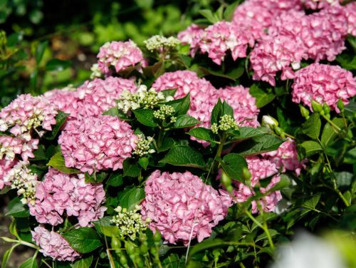 Kerti hortenzia - Hydrangea macrophylla Forever & Ever "Hortbux Collection Pink"