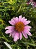 Bíbor kasvirág - Echinacea Purpurea - cs9