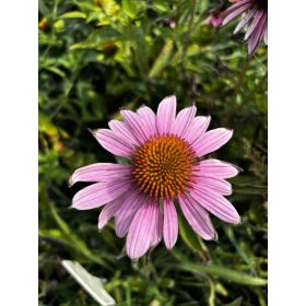 Bíbor kasvirág - Echinacea Purpurea - cs9