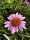 Bíbor kasvirág - Echinacea Purpurea - cs9