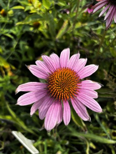Bíbor kasvirág - Echinacea Purpurea - cs9