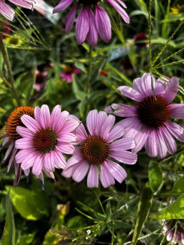 Bíbor kasvirág - Echinacea Purpurea - cs9