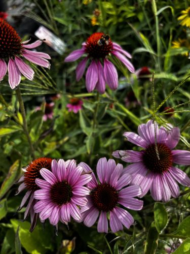 Bíbor kasvirág - Echinacea Purpurea - cs9