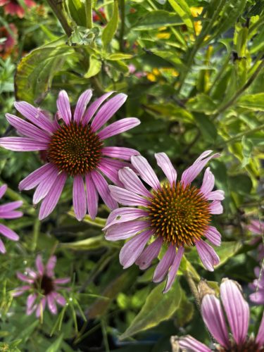 Bíbor kasvirág - Echinacea Purpurea - cs9