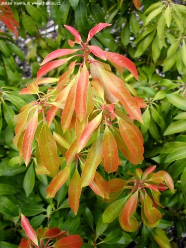 Japán babérhanga - Pieris japonica "Rosalinda"