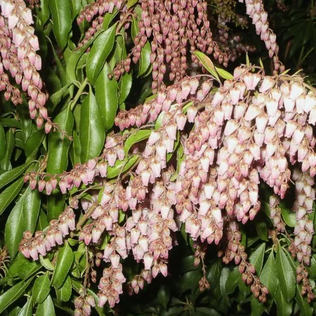 Japán babérhanga - Pieris japonica "Rosalinda"