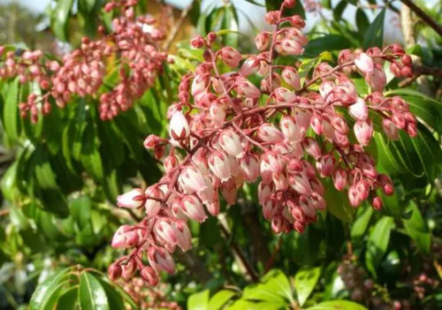 Japán babérhanga - Pieris japonica "Rosalinda"
