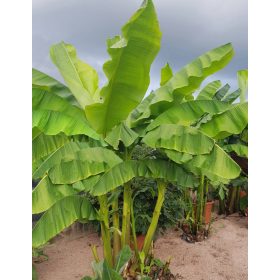 Télálló banán - Musa basjoo "Alpina"