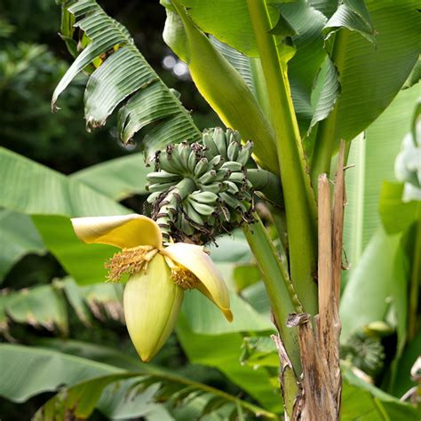 Télálló banán - Musa basjoo "Alpina"