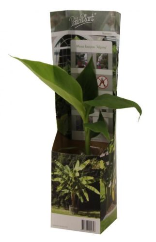 Télálló banán - Musa basjoo "Alpina"