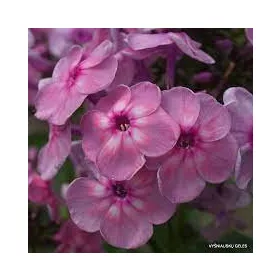  Bugás lángvirág - Phlox paniculata "Rainbow Dancer"
