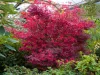 Törzses Japán juhar - Acer palmatum "Hime Shojo" K3
