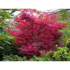   Törzses Japán juhar - Acer palmatum "Hime Shojo" K3