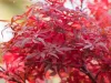 Törzses Japán juhar - Acer palmatum "Hime Shojo" K3