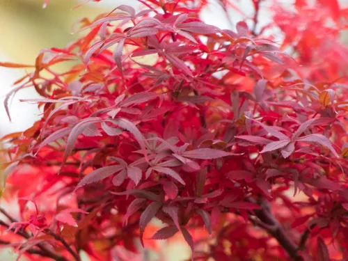 Törzses Japán juhar - Acer palmatum "Hime Shojo" K3