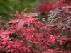 Törzses Japán juhar - Acer palmatum "Hime Shojo" K3
