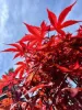 Törzses Japán juhar - Acer palmatum "Hime Shojo" K3