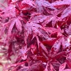 Törzses Japán juhar - Acer palmatum "Hime Shojo" K3
