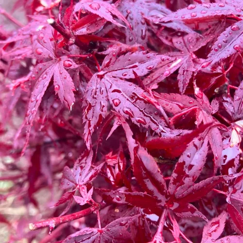 Törzses Japán juhar - Acer palmatum "Hime Shojo" K3