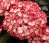 Kerti hortenzia - Hydrangea macrophylla Royalty Collection " Beauty of Boscoop" K5