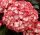Kerti hortenzia - Hydrangea macrophylla Royalty Collection " Beauty of Boscoop" K5