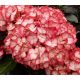 Kerti hortenzia - Hydrangea macrophylla Royalty Collection " Beauty of Boscoop" K5