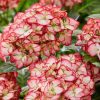 Kerti hortenzia - Hydrangea macrophylla Royalty Collection " Beauty of Boscoop" K5