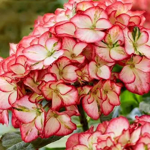 Kerti hortenzia - Hydrangea macrophylla Royalty Collection " Beauty of Boscoop" K5