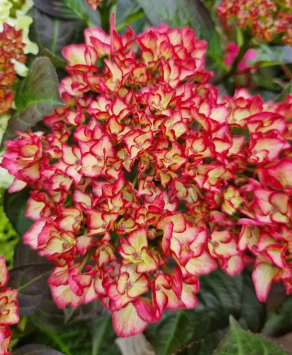 Kerti hortenzia - Hydrangea macrophylla Royalty Collection " Beauty of Boscoop" K5
