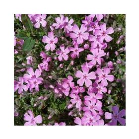 Árlevelű lángvirág - rózsaszín - Phlox subulata