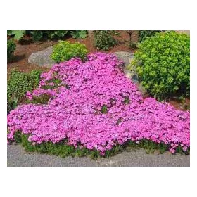 Árlevelű lángvirág - rózsaszín - Phlox subulata