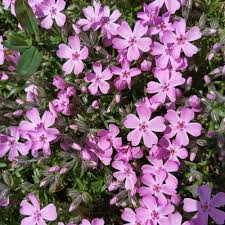 Árlevelű lángvirág - rózsaszín - Phlox subulata