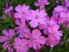 Árlevelű lángvirág - rózsaszín - Phlox subulata