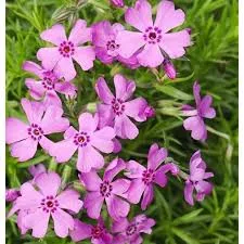 Árlevelű lángvirág - rózsaszín - Phlox subulata