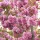 Japán díszcseresznye - Prunus serrulata ‘Kanzan" 