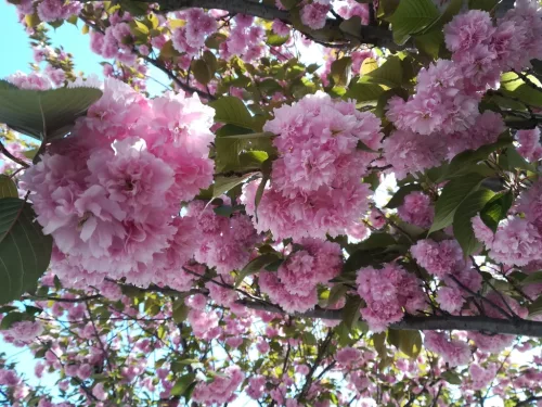 Japán díszcseresznye - Prunus serrulata ‘Kanzan" 