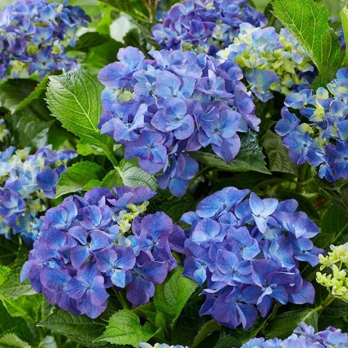 Kerti Hortenzia "Black Steel Blue Ball" - Hydrangea macrophylla