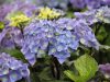 Kerti Hortenzia "Black Steel Blue Ball" - Hydrangea macrophylla